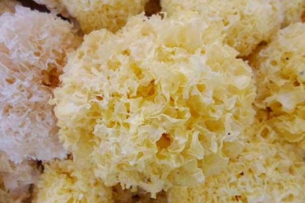 冬天银耳泡一晚上可以吗,银耳泡一晚上可以吗