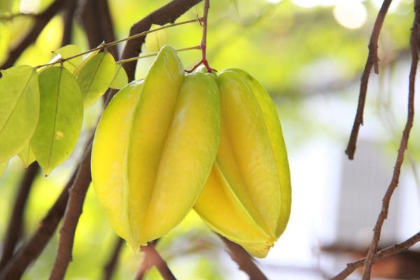 咳嗽吃杨桃可以止咳吗,杨桃可以止咳吗 咳嗽吃杨桃可以止咳吗,杨桃可以止咳吗