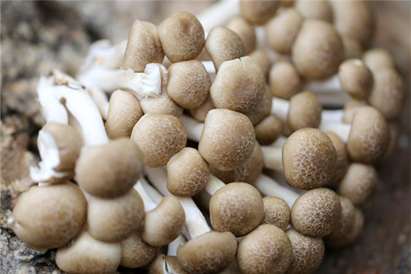 蟹味菇有苦味还能吃吗,蟹味菇发苦还能吃吗