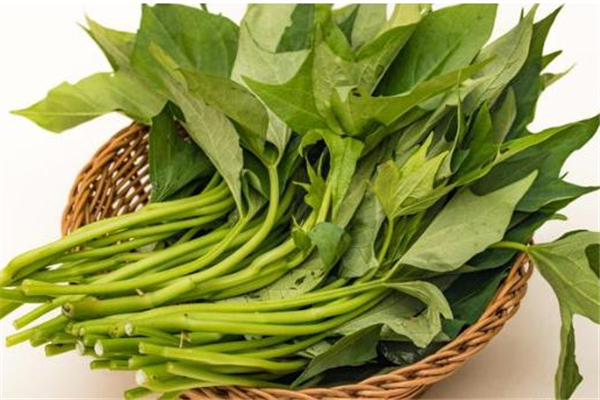 红薯叶怎么挑选才嫩,番薯叶怎么择