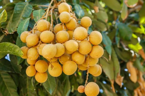 吃龙眼会上火吗?,请问吃龙眼会上火吗 吃龙眼会上火吗?,请问吃龙眼会上火吗