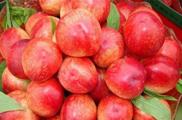 糖尿病人可以吃油桃吗?,糖尿病人可以吃油桃吗的短视频 糖尿病人可以吃油桃吗?,糖尿病人可以吃油桃吗的短视频