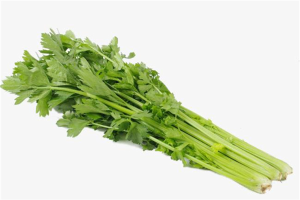 芹菜的功效和作用 降血压,芹菜降压效果怎么样 芹菜的功效和作用 降血压,芹菜降压效果怎么样