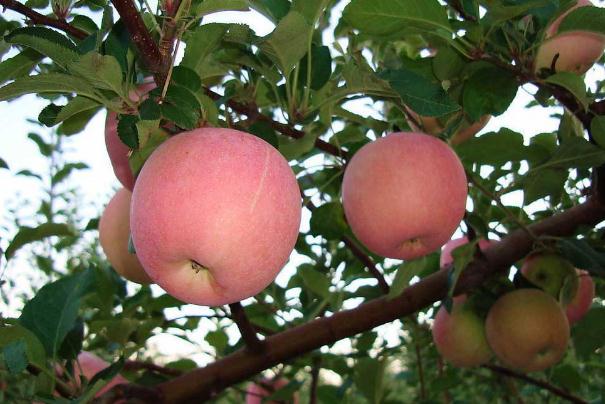 吃苹果为什么拉肚子怎么回事,吃苹果为什么拉肚子黑色的