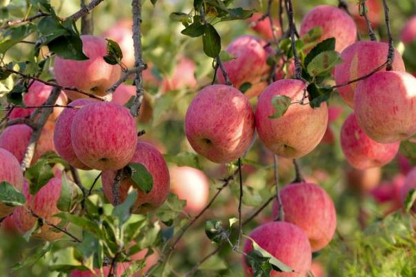 苹果可以祛痘吗,哪些水果可以祛痘