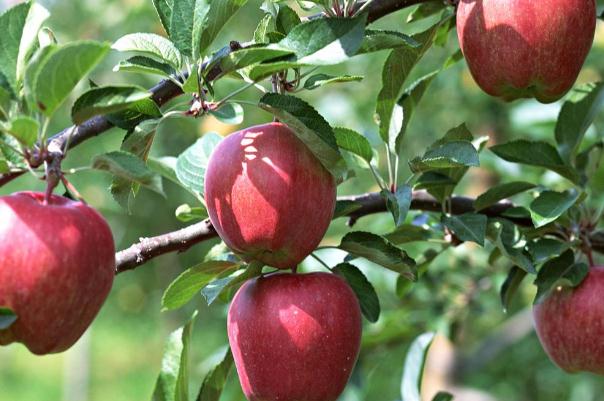 苹果血糖高的孕妇可以吃吗,血糖高的孕妇能吃苹果吗? 苹果血糖高的孕妇可以吃吗,血糖高的孕妇能吃苹果吗?