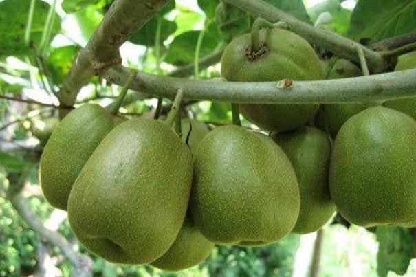 一个猕猴桃的热量是多少大卡,两个猕猴桃的热量是多少大卡