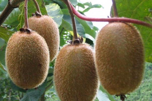 猕猴桃怎么催熟最简单的方法,猕猴桃怎么催熟蚂蚁庄园