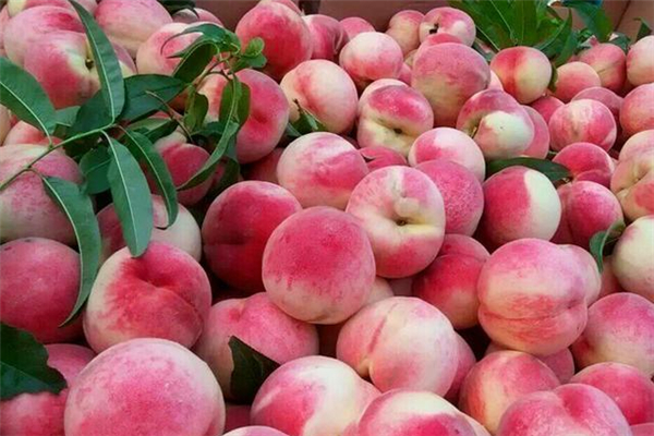 桃子可以空腹吃吗?,桃子可以空腹吃吗早上