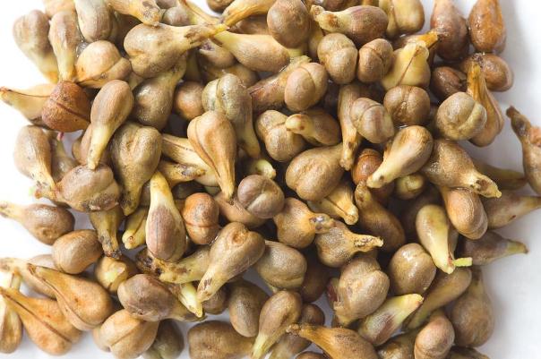 swisse葡萄籽可以美白吗,葡萄籽可以祛斑吗