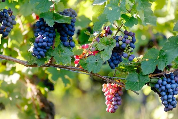 葡萄如何保鲜储存,葡萄可以放几天不放冰箱的话