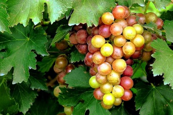 葡萄对肝病有好处吗医生,吃葡萄对肝病有好处吗 葡萄对肝病有好处吗医生,吃葡萄对肝病有好处吗