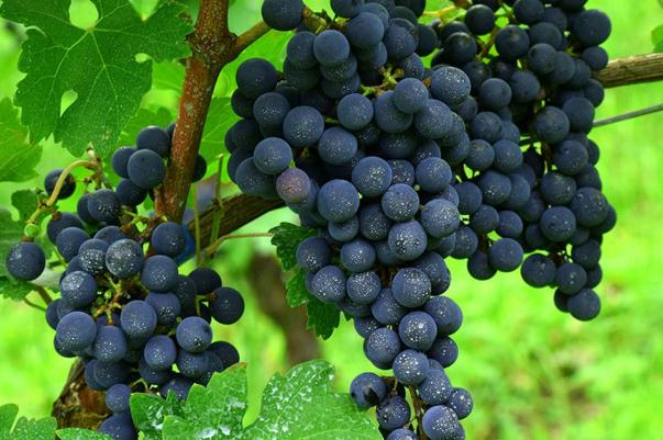 葡萄对胃好吗,葡萄对胃有伤害吗