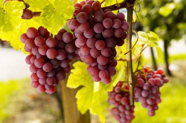 葡萄能减肥吗,吃葡萄有助于减肥吗 葡萄能减肥吗,吃葡萄有助于减肥吗