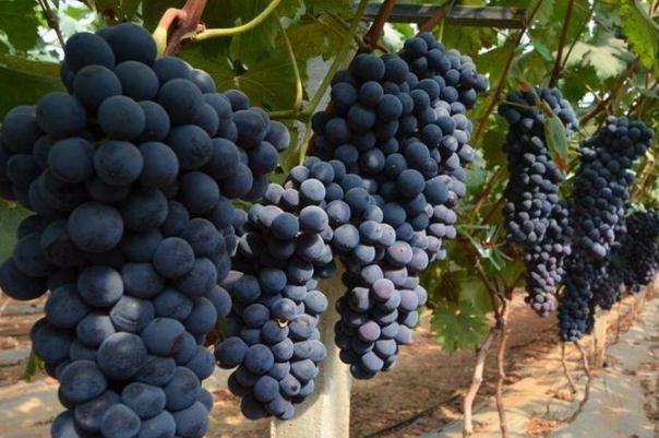 葡萄干吃了对身体有哪些好处,吃葡萄干的好处和功效