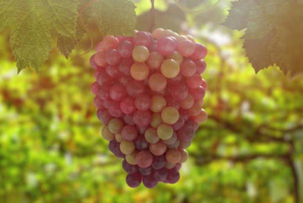 葡萄有激素吗,葡萄有激素吗,孕妇可不可以多吃