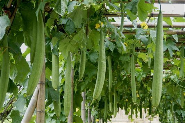 丝瓜怎么处理能刷碗,丝瓜怎么处理