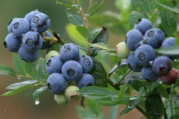 蓝莓能带皮吃吗,蓝莓可以吃皮吗?