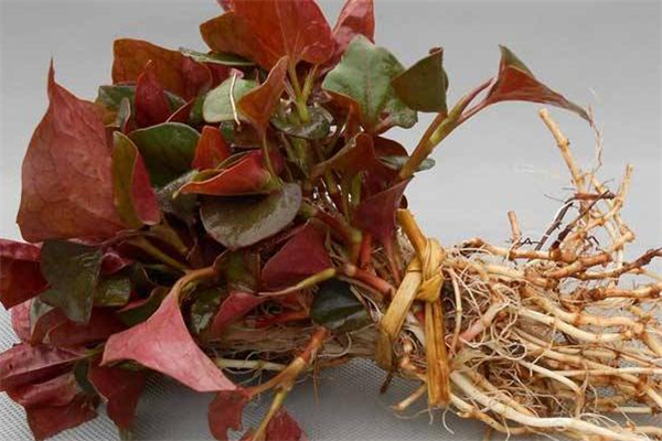 鱼腥草能多吃吗,凉拌鱼腥草可以天天吃吗