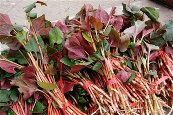 鱼腥草有什么功效和作用,鱼腥草有什么功效能治什么病