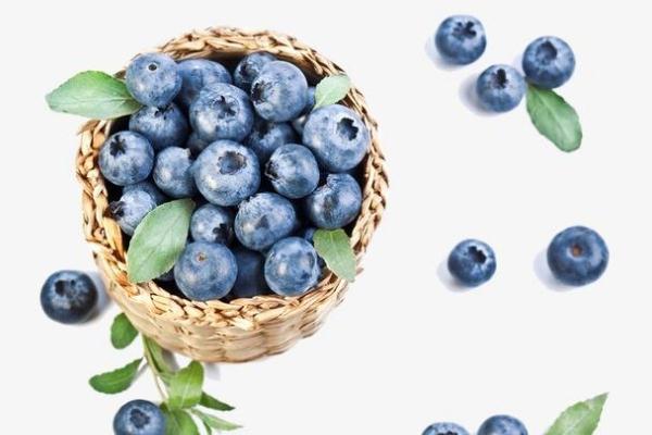 孕妇可以吃蓝莓,孕妇能否吃蓝莓