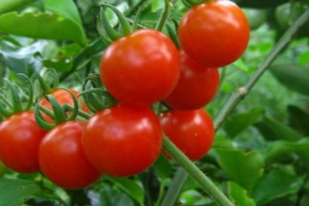 西红柿生吃有什么好处和坏处,西红柿生吃的好处