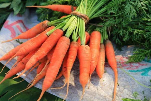 胡萝卜必须过油才有营养吗,胡萝卜是要用油过一下才有营养吗