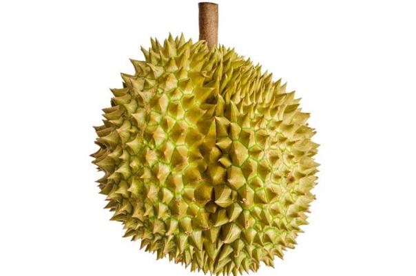 榴莲可以放多长时间,完整的一个榴莲能放几天没事 榴莲可以放多长时间,完整的一个榴莲能放几天没事