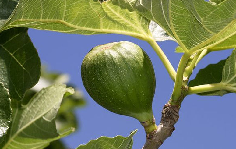 无花果可以下奶吗 无花果催奶的正确吃法,无花果有催奶的功效吗