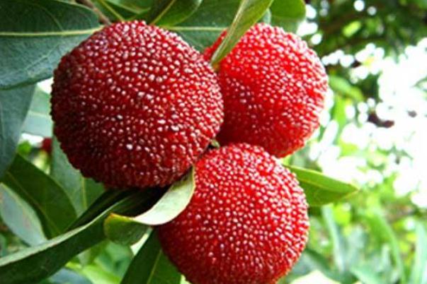 杨梅可以放冰箱保鲜吗?,杨梅放冰箱里可以放多久