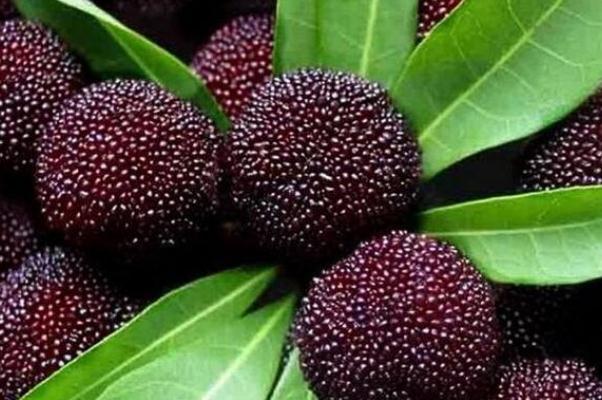 杨梅为什么要用盐水泡一下,杨梅为什么要用盐水泡一泡 杨梅为什么要用盐水泡一下,杨梅为什么要用盐水泡一泡