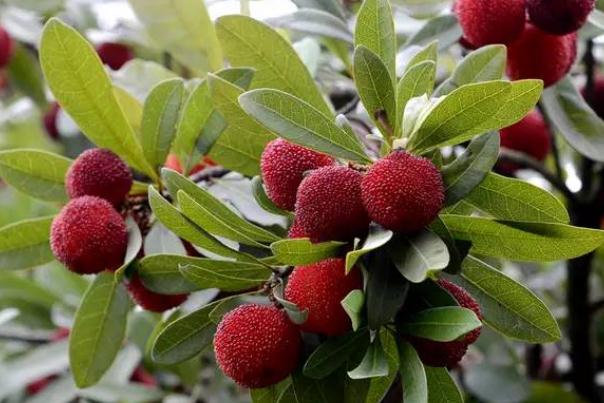 杨梅有虫子吃了没事吧肚子疼,杨梅有虫子吃了没事吧