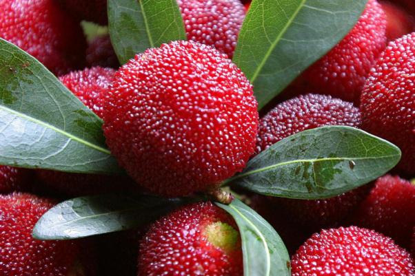 杨梅怎么洗虫子能出来,杨梅有虫子怎么清洗