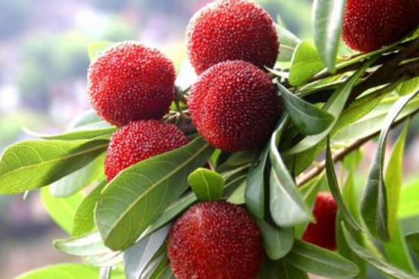 吃杨梅的好处有哪些,杨梅的好处和功效 吃杨梅的好处有哪些,杨梅的好处和功效