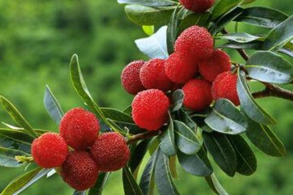 杨梅是凉性还是热性水果,杨梅是凉性还是热性食物