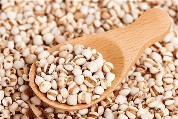 红豆薏米祛湿茶可以天天喝吗,薏米祛湿茶可以天天喝吗