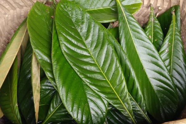 枇杷叶的副作用有哪些,枇杷叶有什么作用