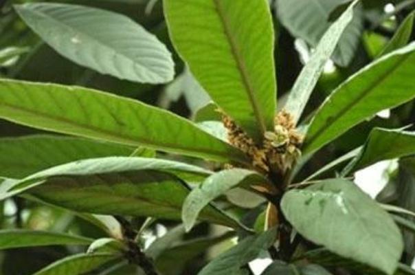 枇杷叶怎么煮水止咳儿童能用吗?,枇杷叶加什么可以止咳