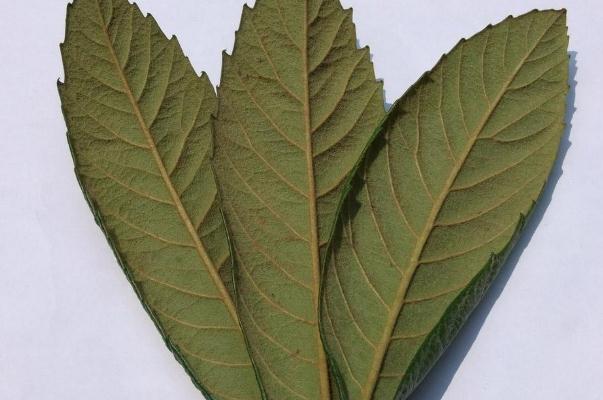 小孩喝枇杷叶煮水有副作用吗,枇杷叶煮水有副作用吗