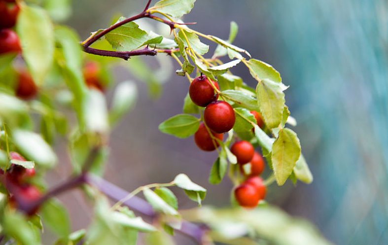 酸枣仁泡水可以天天喝吗?,酸枣仁泡水能天天喝吗