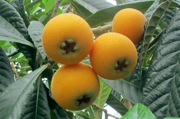 枇杷生吃和熟吃哪个效果好,枇杷生吃好还是熟吃好