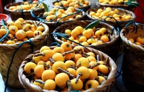 枇杷的饮食禁忌,吃枇杷的禁忌 枇杷的饮食禁忌,吃枇杷的禁忌