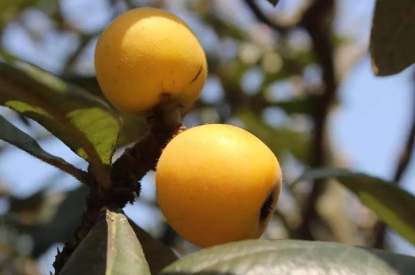 吃枇杷的注意事项,吃枇杷的禁忌