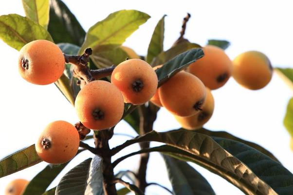 什么品种的枇杷最好吃?,枇杷哪个品种的更好吃