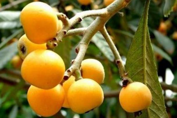 枇杷什么时候有,枇杷最早什么时候上市