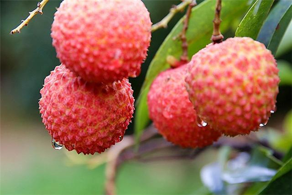 荔枝糖尿病人可以吃吗?,荔枝糖尿病人能吃吗