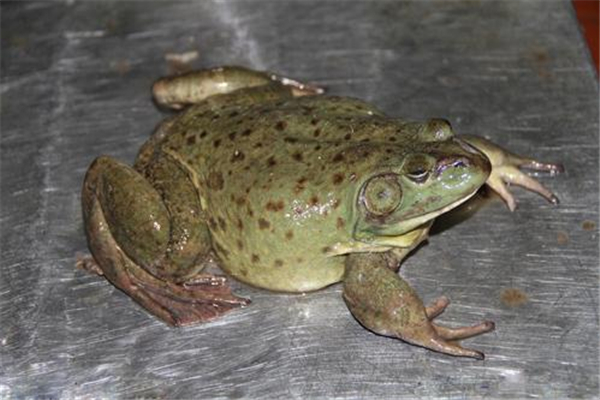 牛蛙怎么挑选,牛蛙长什么样