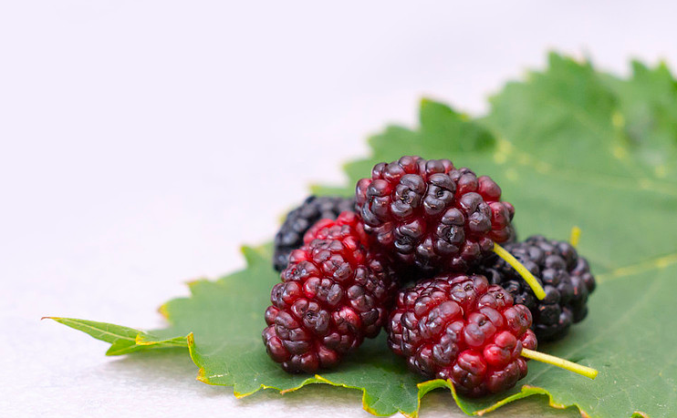 桑葚子怎么清洗才干净,桑葚怎么洗才能干净