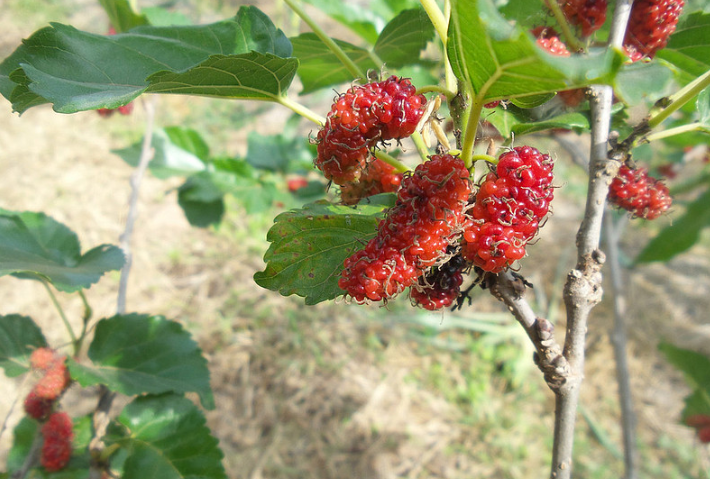 4类人群不宜吃桑葚干,4类人群不宜吃桑葚 这4类一定要谨慎