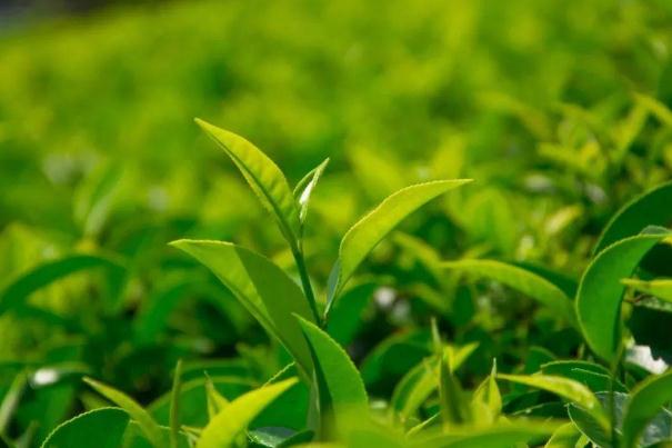 茶叶炒上天乱象,茶叶炒上天,一饼